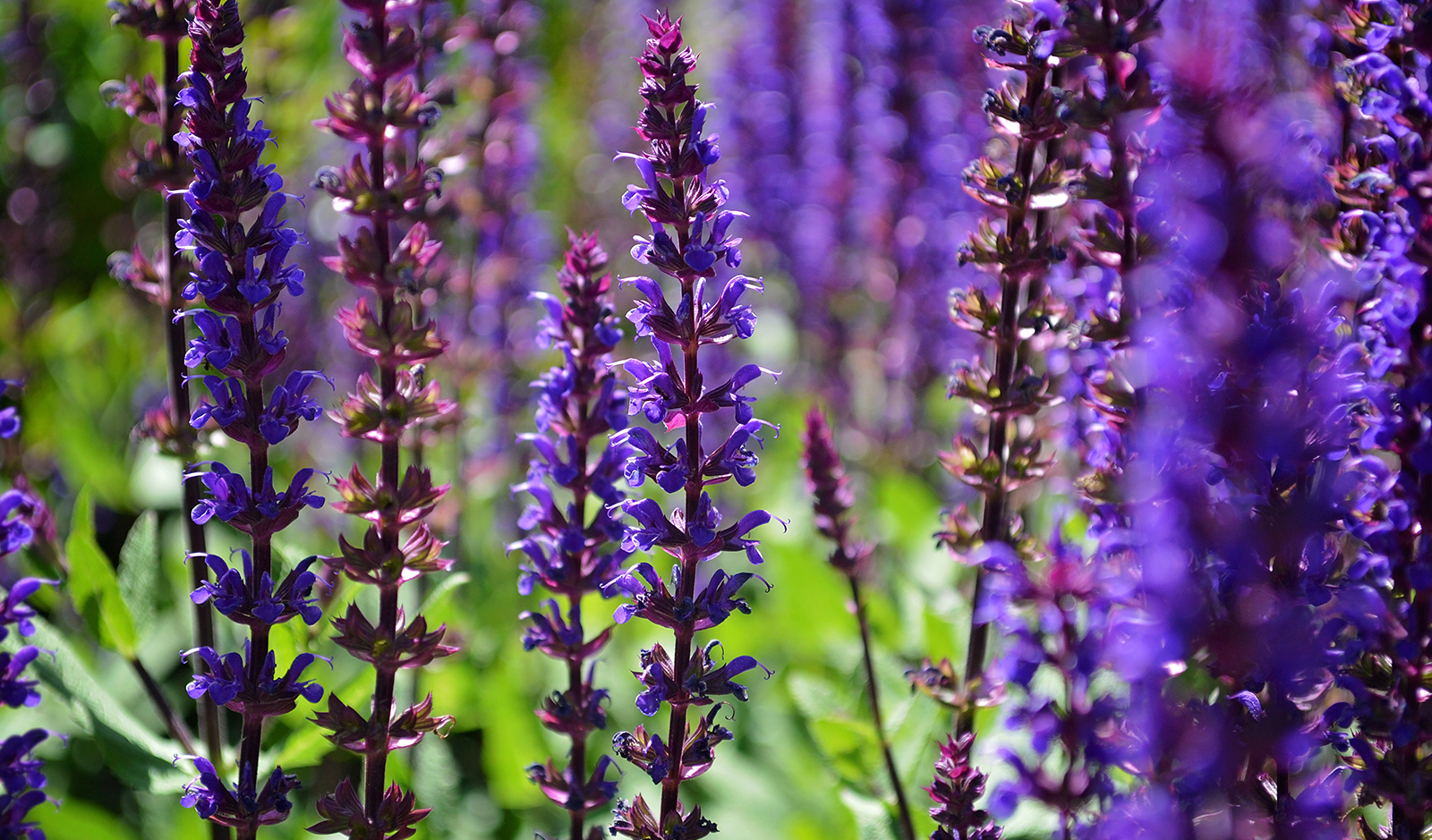 General membership - Sherman Library & Gardens